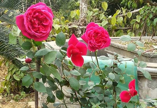 Phun Cytokinin cho cây hồng giúp lá dày bông to đều